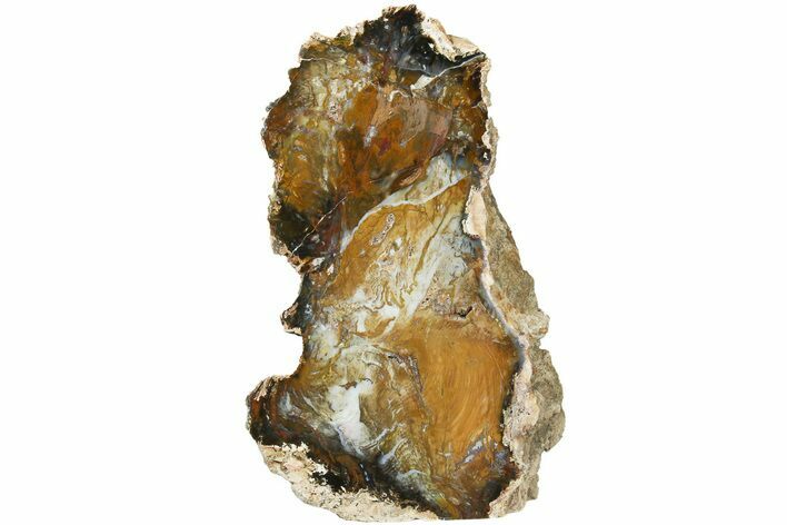 Colorful, Hubbard Basin Petrified Wood Stand-up - Nevada #184979